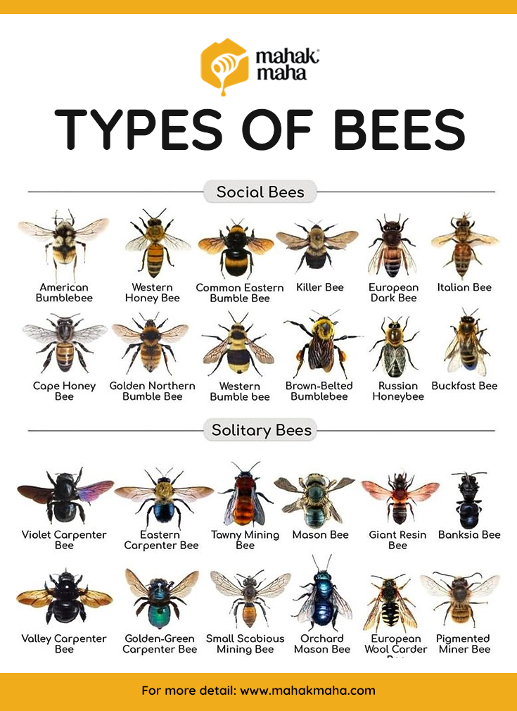 Types of Bees in Nature
